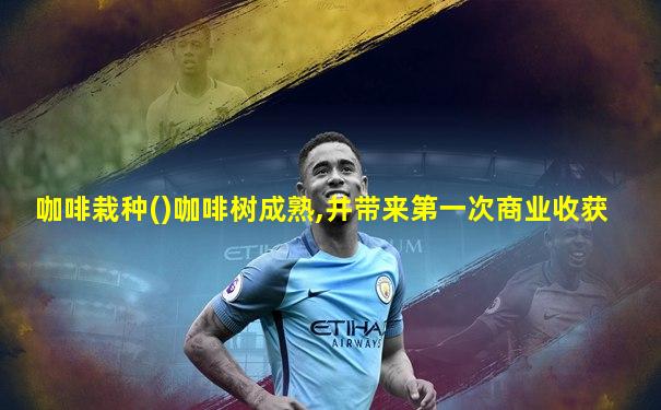 咖啡栽种()咖啡树成熟,并带来第一次商业收获