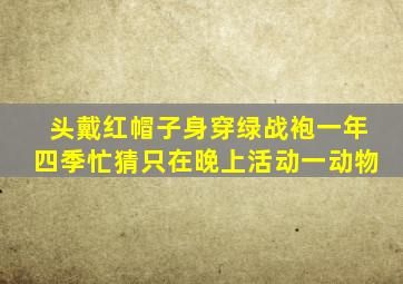 头戴红帽子身穿绿战袍一年四季忙猜只在晚上活动一动物