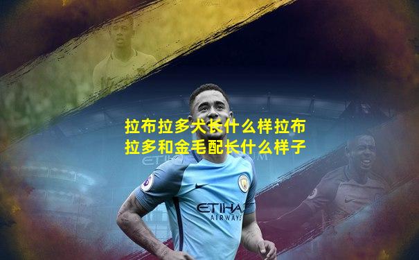 拉布拉多犬长什么样拉布拉多和金毛配长什么样子